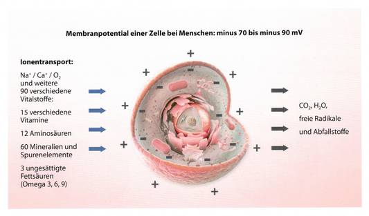 Die Sprache unserer Zellen – warum Kommunikation für Gesundheit entscheidend ist